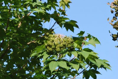 Kalopanax pictus - dlanitec pestrý - plodenství a listy